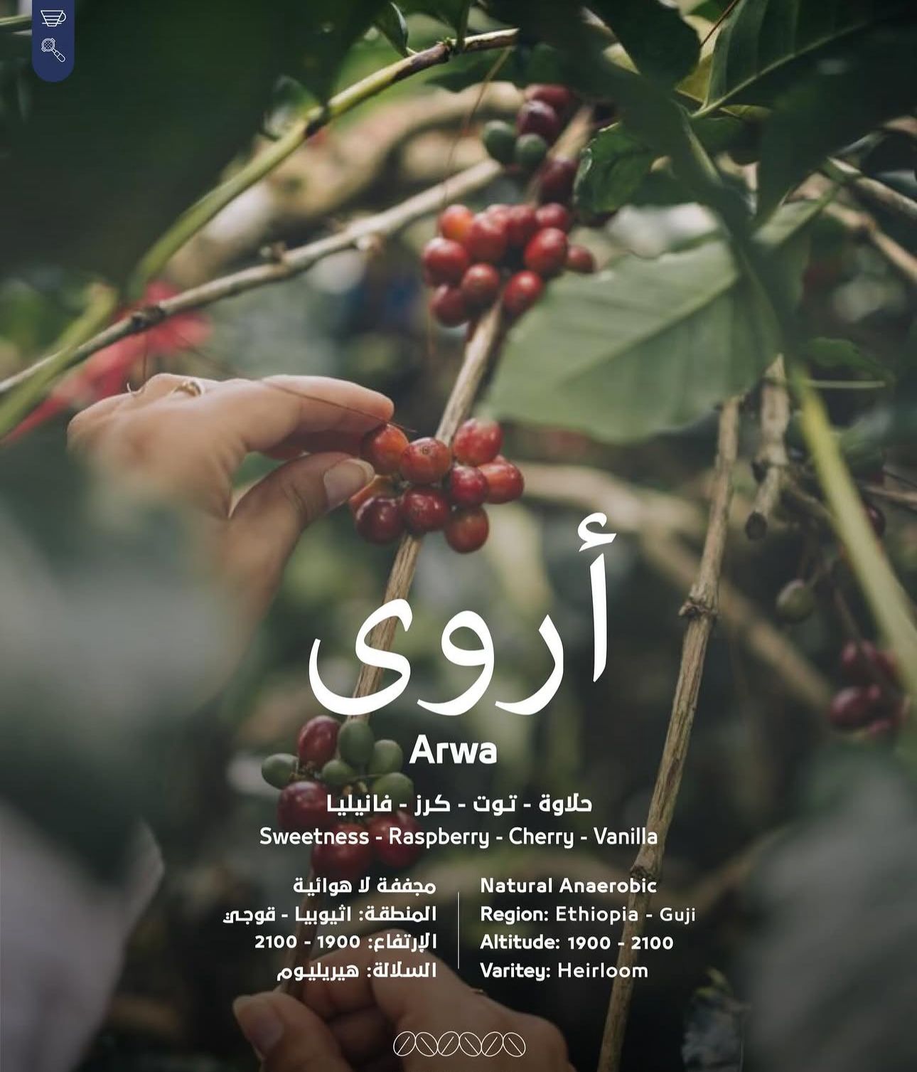 أروى - اثيوبي مجفف لا هوائي 250 جرام
